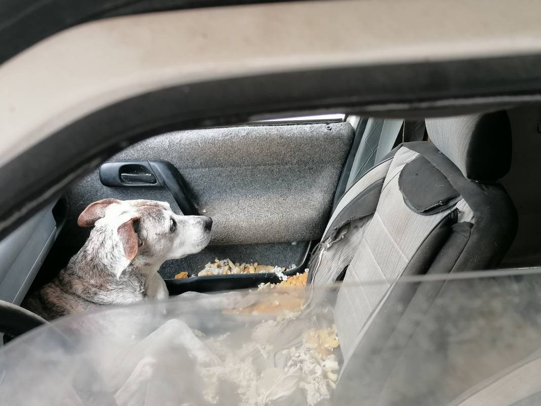 Aç bırakıldığı söylenen köpeğin sahibi konuştu 'İnsanlar hayal ediyor köpeğim yaşıyor' - Resim: 6